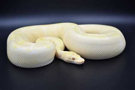 yellow ball python|More.